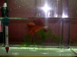 My pure copper crowntail from Wasan.:)