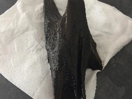 Injured oto