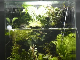 60L Paludarium
