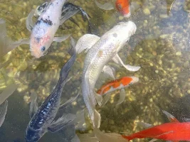 My Koi Pond