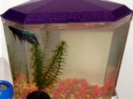 Fish Fight Help!!!!