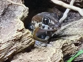Madagascar ground gecko "Paroedura"