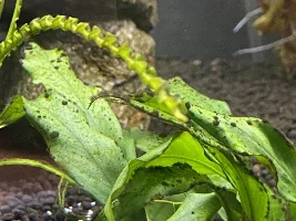 Aquarium plants turning black