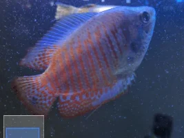 Fish dieing? Water seems fine