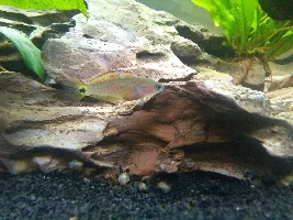 Peacock gudgeon photos