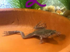 African Dwarf Frog Sexing?