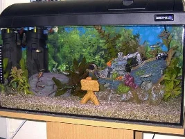 My tank