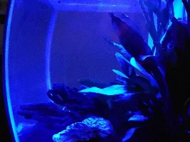 15G Fluval Flex PUFFERS!