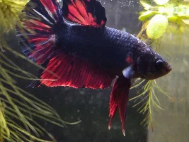 Betta Splendens Photos