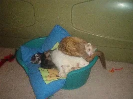 my ferrets