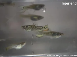 What is the rarest guppy/endler variety you have kept?