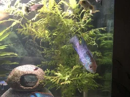 Neon Blue Acara question