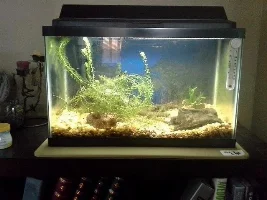 Dying Cory Fish