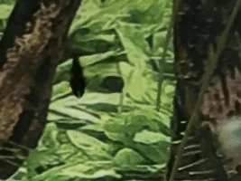 Swarm of bees… Rhinotocinclus Isabelae new since 2022
