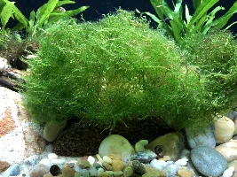 Asian river tank