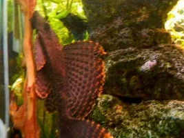 My Sailfin Pleco