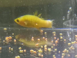 Female platy looks mangled