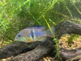 Successful breeding of Gymnogeophagus Terrapurpurra!!! (Plus a small article)