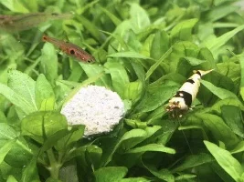 Show off your tiny fish