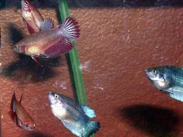 My male betta with babies!