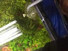 I Can't Perfect My Aquascape.