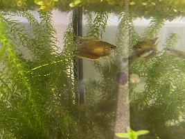 Help! My honey gourami’s are turning black?
