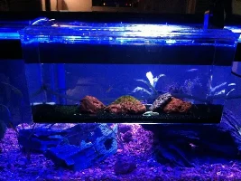 20Gal Long Planted Community Shrimp Tank