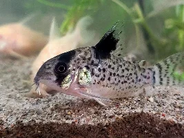 55g Rebuild