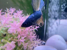 White lump and marks on Betta