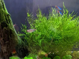 Aquanano 40 (55L)