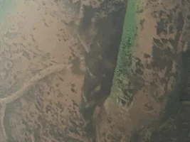 Sick Molly fish and possible stressed pleco