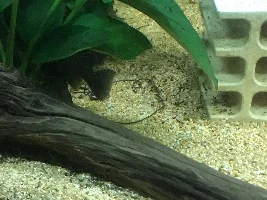 Chubby plec