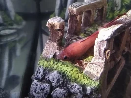 Help my Betta fish is not acting right