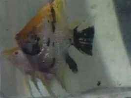 IS MY ANGELFISH READY TO LAY EGGS(PREGNANT)