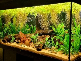 Little River Rio