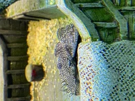 Bristlenose Lumps down left of body.