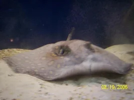 Stingray Album