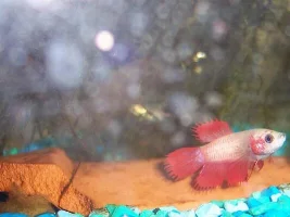 New Female Betta Roni
