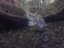 Please Help My Corydora Catfish Is Dieing