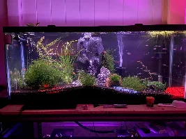 My tanks….