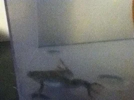Help! I Don't Know If My African Clawed Frog Is Bloat
