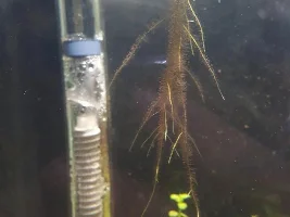 mysterious floating plant