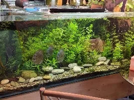 9 months in a fish tanks life