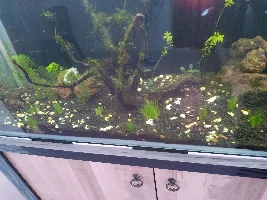 New Shrimp tank & Trying to Plant Carpet Plant again.