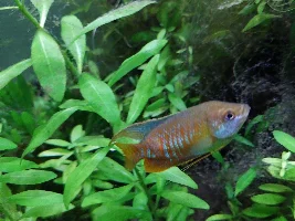 Dwarf gourami scale damage / infection?