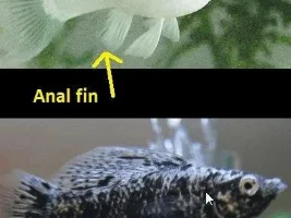 Male Or Female?