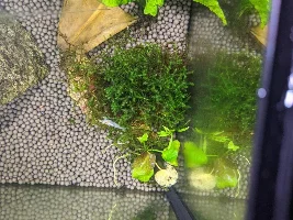 Do I have too many plants in my 7.5 gallon nano?