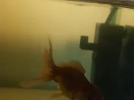Gold fish...Fin rot or not?!