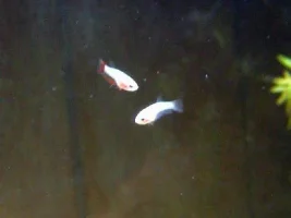 Proud Momma