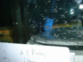 Newest angelfish pairs